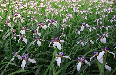 《异度神剑3》艾欧尼翁宣传片 7月29日发售